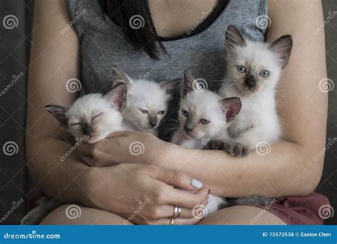 Cute Siamese cat kittens stock photo. Image of family - 73572538