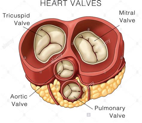 Valves of the heart ensure the one way flow. The AV valves are located between the atrium and ...