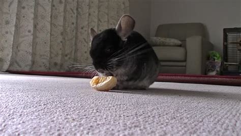 Chinchilla Stock Footage Video | Shutterstock