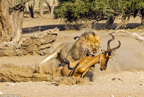 Kgalagadi Transfrontier Park photographer captures moment lion takes ...