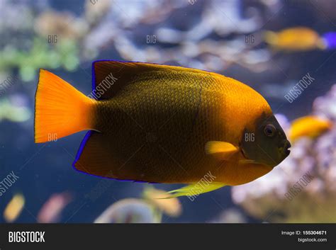 Clarion Angelfish ( Image & Photo (Free Trial) | Bigstock