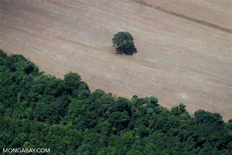 Why is Brazil regressing in its fight against deforestation?