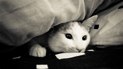 How to stop a cat hiding under bed | PetsRadar