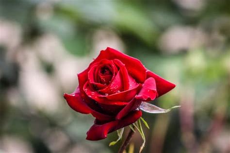 Beautiful Flower Red Roses Photos | Best Flower Site