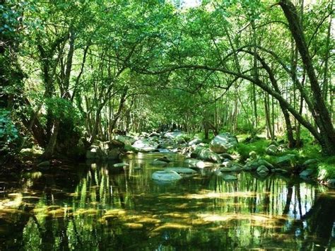 Ecosistemas De Mexico Selva - chefli