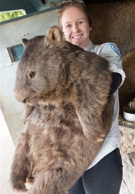 The SIZE of this wombat! On average, wombats are 3.3 feet long and weigh 55 to 88 pounds. The ...