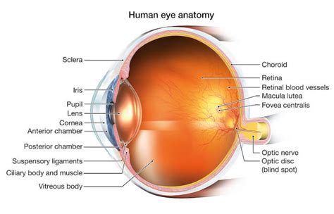 National Retina Institute | Macular Pucker | Maryland