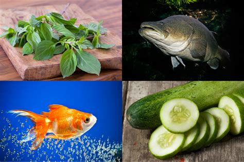 Do You Need To Change The Water In An Aquaponics Fish Tank? - The ...