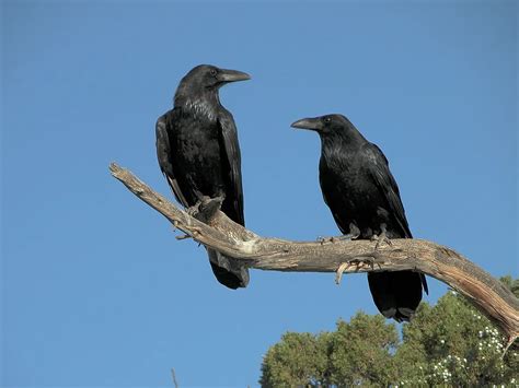 Raven Nesting (Behavior, Eggs + Location) | Birdfact