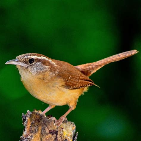 Small garden birds UK guide: from Blue Tits to Robins - Bird Barn