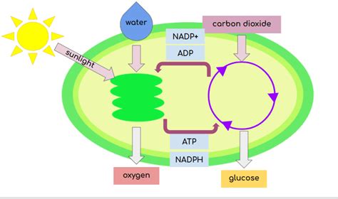 Light Dependent Reactions Flow Chart