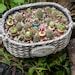 7PC Miniature Fairy Tiny Cacus Flower Pot Fairy Garden | Etsy