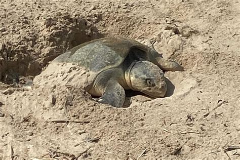 Most endangered sea turtle lays 80 eggs in Surfside Beach