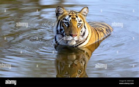 Tiger Sitting In Water High Resolution Stock Photography and Images - Alamy