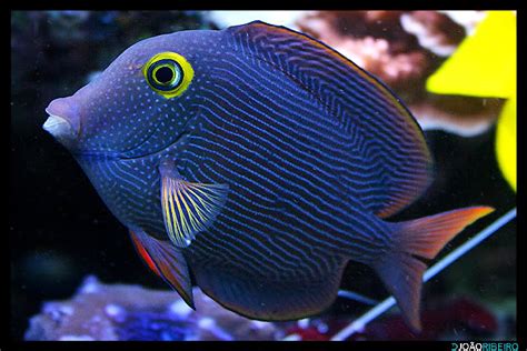 Tank sizes for tangs: Help us create a list! | REEF2REEF Saltwater and ...