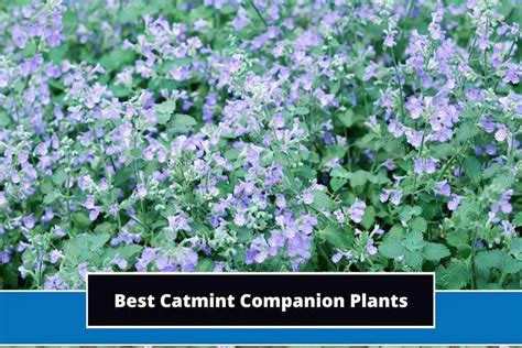 11 Best Catmint Companion Plants (With Photos)