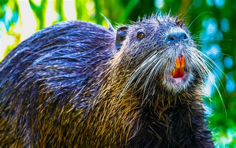 Multiple states overrun by 20-pound, orange-toothed invasive rodent: ‘This is a real issue, and ...