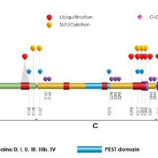 Schematic representation of c-MYC protein domains with the main PTMs ...