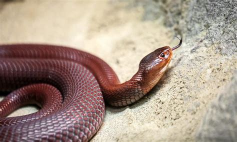 Red Spitting Cobra Animal Facts | Naja pallida - Wiki Point