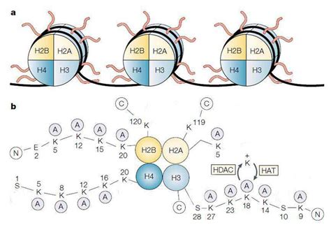 Représentation schématique des histones et de leur acétylation. A ...