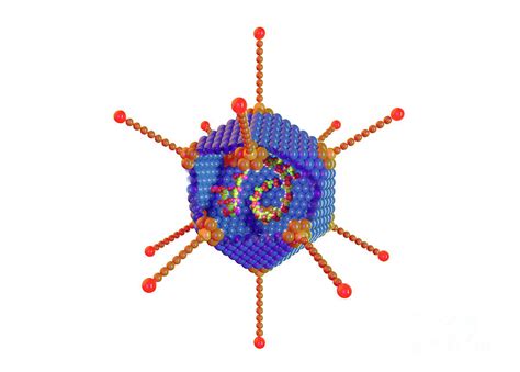 Adenovirus Structure Photograph by Roger Harris/science Photo Library ...