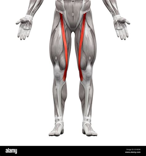 Sartorius músculo - Anatomía músculos aislados en blanco - Ilustración 3D Fotografía de stock ...