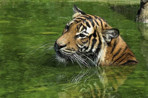 File:Tiger-2.jpg - Wikimedia Commons