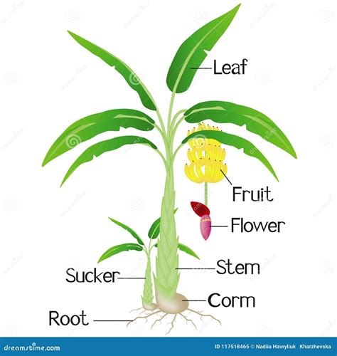 An Illustration Showing Parts of a Plant Banana. Stock Vector - Illustration of cartoon, natural ...