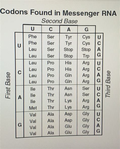 [Solved] Use the codon chart in the image to determine the amino acid... | Course Hero