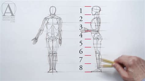 Human Figure Proportions - Anatomy Lesson for Artists - YouTube