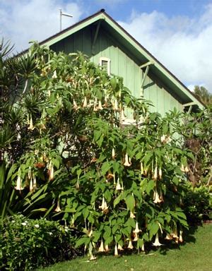 Angel’s Trumpet, Brugmansia – Wisconsin Horticulture