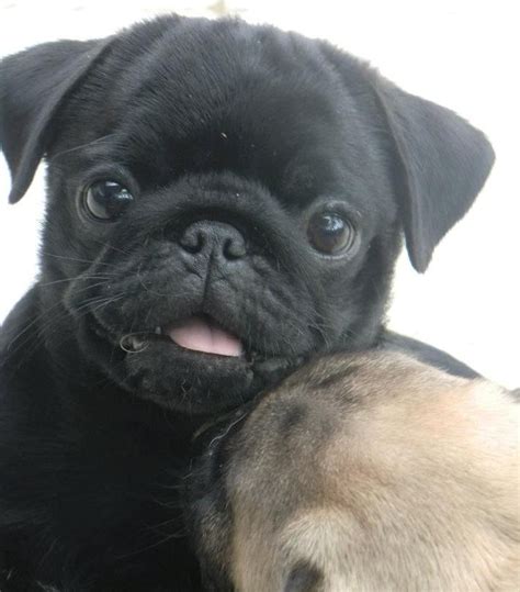 448 best images about Black Pug Puppies on Pinterest | Funny dog videos, Health problems and Pug