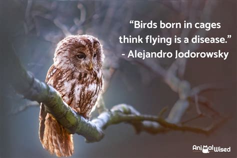 70+ Bird Sayings and Phrases - Quotes and Idioms With Birds