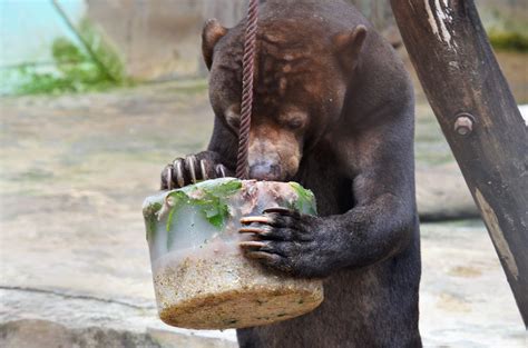 Zoo animal welfare in Vietnam | Wild Welfare