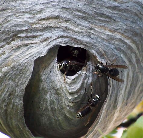 Bald-faced Hornet Nest - Leave it be? Or call pest control? - Out & About with the GeoKs