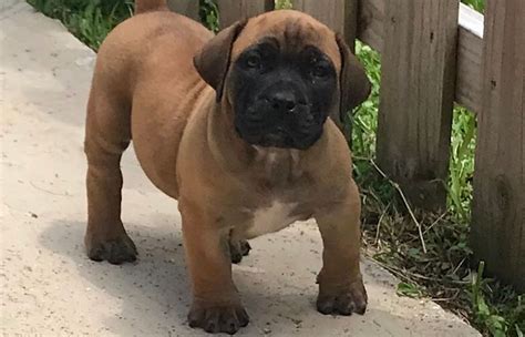 Boerboels for Sale - Boerboel Breeders in Ft. Lauderdale FL | South ...