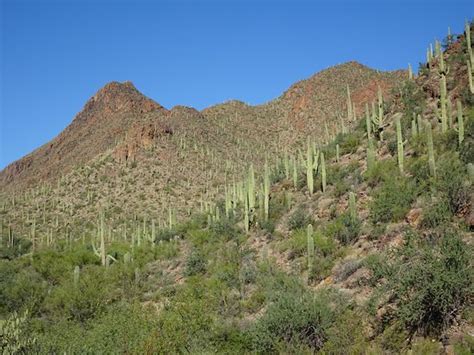 Tucson Mountain Park - 2020 All You Need to Know BEFORE You Go (with Photos) - TripAdvisor