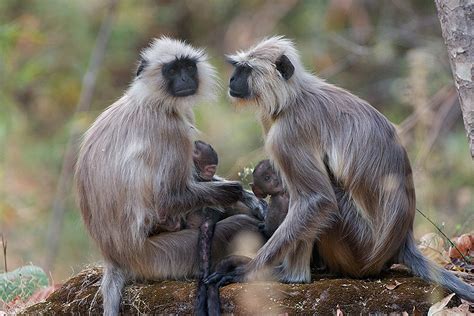 Langur Nursery | Sean Crane Photography