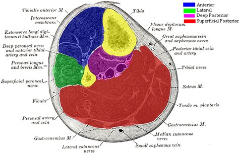 Ankle & Lower Leg Anatomy - Foot, Ankle & Lower Leg Orthopedic Assessment