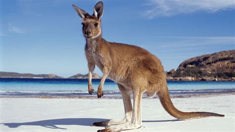 Kangaroo Sunbathing on Beach Photo Close Up HD Wallpaper for Desktop PC | Australia | Pinterest ...