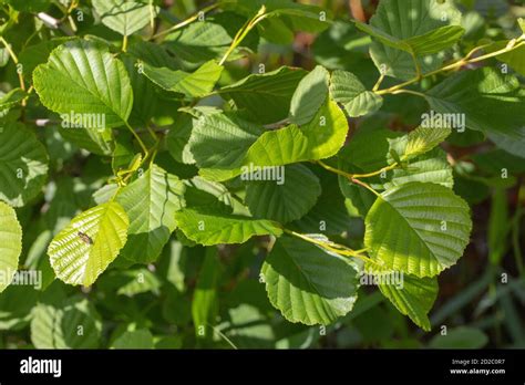 Roots contain bacteria hi-res stock photography and images - Alamy