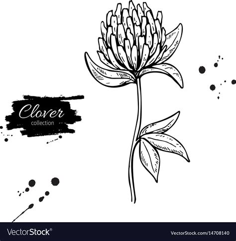 Clover flower drawing set isolated wild Royalty Free Vector