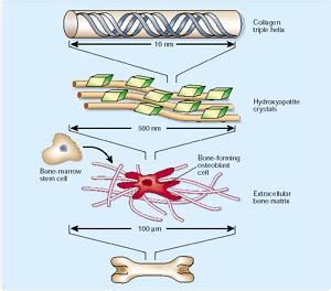 Biomaterials for Tissue Engineering | Khwarizmi Science Society