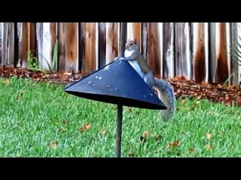 Woodlink Bird Feeder Squirrel Baffle | Bird-feeder