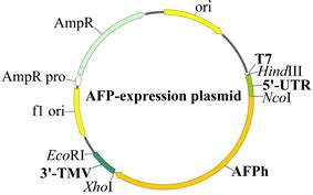 Schematic representation of the plasmids for in vitro expression of the ...