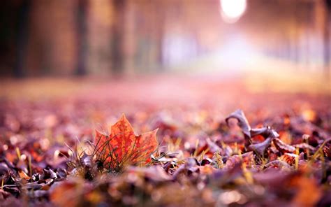 Dry Leaf Autumn Hd Wallpaper | Background Wallpaper Gallery