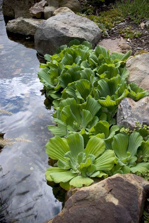 10 Popular Pond Plants | Ponds backyard, Pond landscaping, Backyard ...