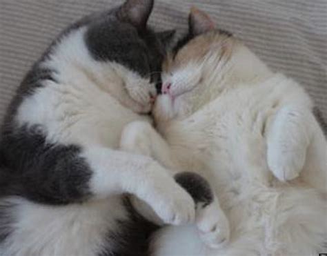 Cute Kitten 'Couple' Relax At The End Of A Long Day (PHOTO) | HuffPost