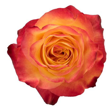 Rose Catalogue | ATTAR ROSES 3/5