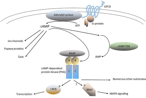 Signal Transduction Pathway Camp